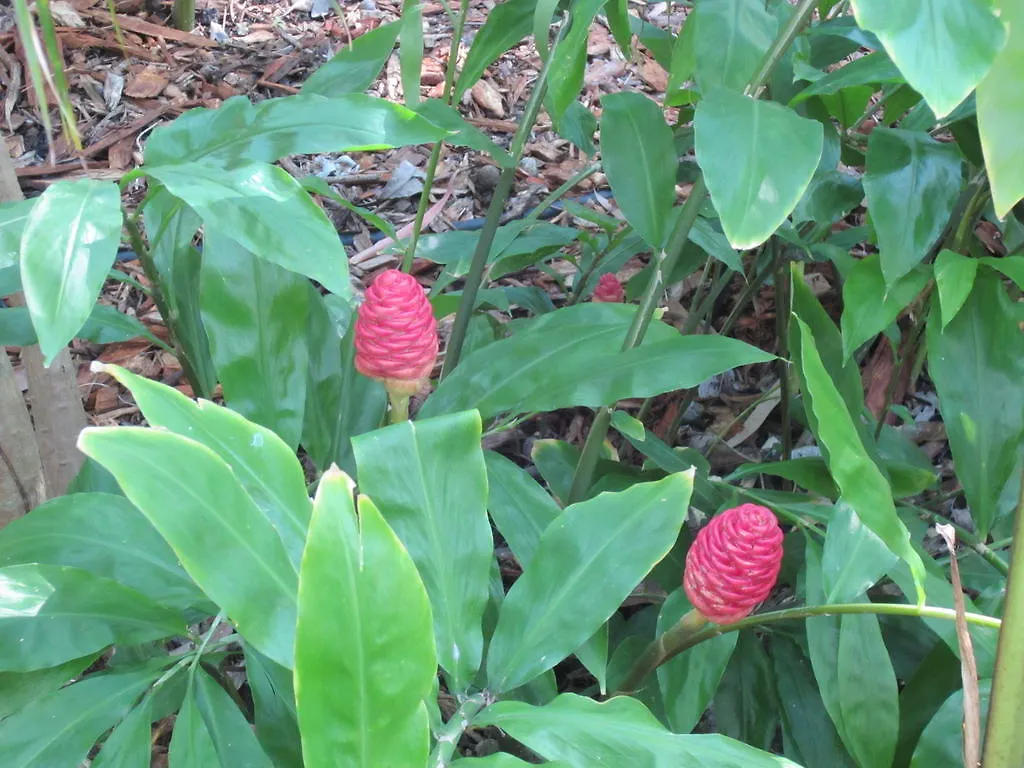 Eden Lodge Nambour